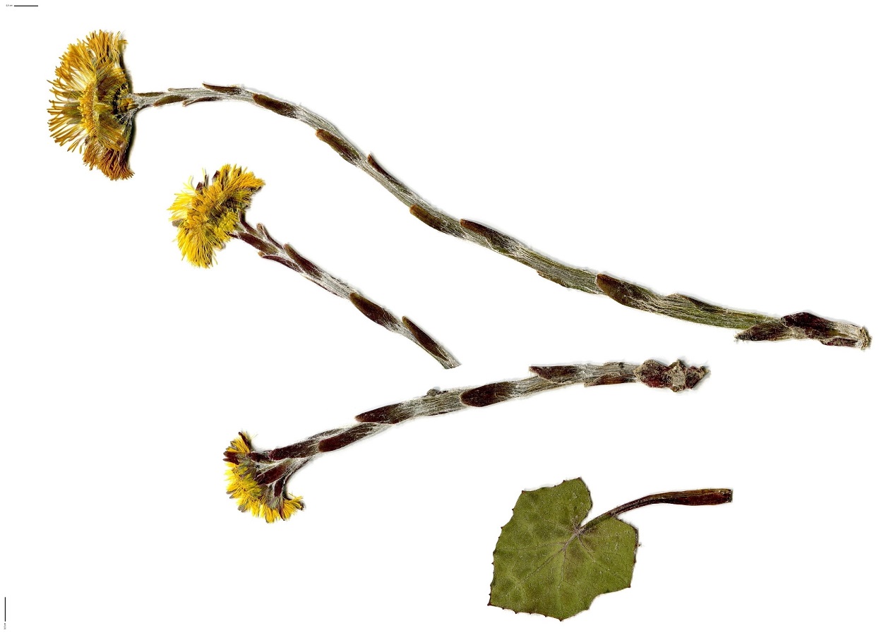 Tussilago farfara (Asteraceae)